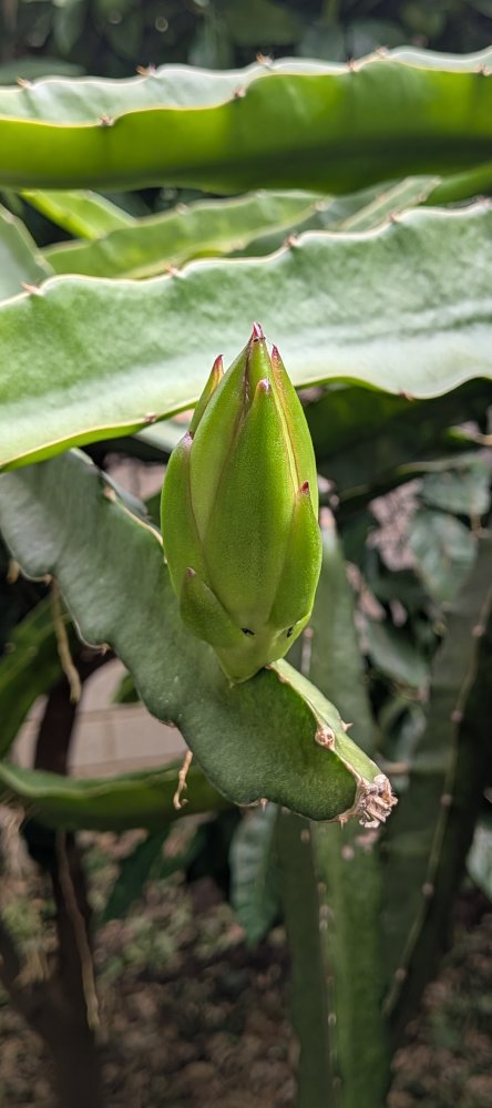 Bigger buds